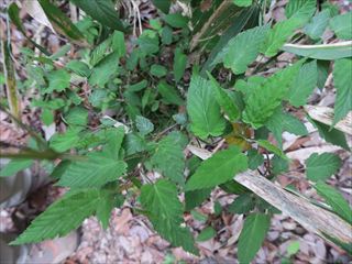 ビロードイチゴ